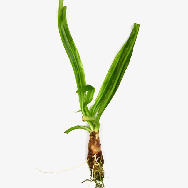 Crinum natans knol